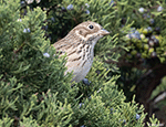 Vesper Sparrow 12 - Pooecetes gramineus