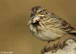 Vesper Sparrow 1 - Pooecetes gramineus