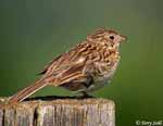Vesper Sparrow 2 - Pooecetes gramineus