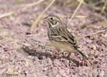 Vesper Sparrow 3 - Pooecetes gramineus