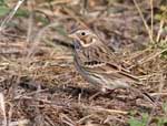 Vesper Sparrow 4 - Pooecetes gramineus