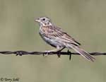 Vesper Sparrow 7 - Pooecetes gramineus
