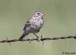 Vesper Sparrow 8 - Pooecetes gramineus