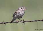 Vesper Sparrow 9 - Pooecetes gramineus