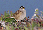 White-crowned Sparrow 12 - Zonotrichia leucophrys
