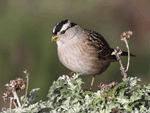White-crowned Sparrow 16 - Zonotrichia leucophrys