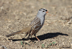 White-crowned Sparrow 1 - Zonotrichia leucophrys