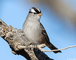 White-crowned Sparrow 23 - Zonotrichia leucophrys