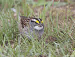 White-throated Sparrow 11 - Zonotrichia albicollis
