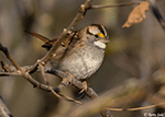 White-throated Sparrow 12 - Zonotrichia albicollis