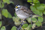 White-throated Sparrow 13 - Zonotrichia albicollis