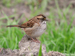 White-throated Sparrow 1 - Zonotrichia albicollis