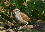White-throated Sparrow 2 - Zonotrichia albicollis