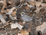 White-throated Sparrow 3 - Zonotrichia albicollis