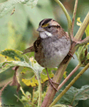 White-throated Sparrow 6 - Zonotrichia albicollis