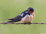 Barn Swallow 10 - Hirundo rustica