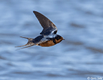 Barn Swallow 12 - Hirundo rustica