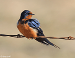 Barn Swallow 13 - Hirundo rustica