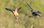Barn Swallow 16 - Hirundo rustica
