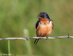 Barn Swallow 4 - Hirundo rustica