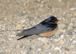 Barn Swallow 5 - Hirundo rustica