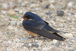 Barn Swallow 6 - Hirundo rustica