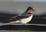 Barn Swallow 9 - Hirundo rustica