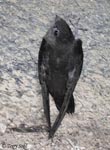 Chimney Swift - Chaetura pelagica