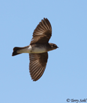 Northern Rough-winged Swallow 4 - Stelgidopteryx serripennis