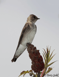 Northern Rough-winged Swallow 5 - Stelgidopteryx serripennis