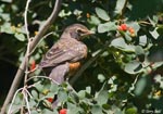 American Robin 10 - Turdus migratorius