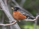 American Robin 12 - Turdus migratorius