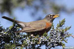 American Robin 15 - Turdus migratorius