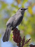 Gray Catbird 14 - Dumetella carolinensis