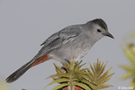 Gray Catbird 7 - Dumetella carolinensis
