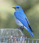 Mountain Bluebird 11 - Sialia currucoides