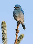 Mountain Bluebird 13 - Sialia currucoides