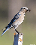 Mountain Bluebird 16 - Sialia currucoides