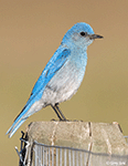 Mountain Bluebird 17 - Sialia currucoides