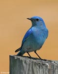 Mountain Bluebird 1 - Sialia currucoides