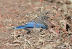 Mountain Bluebird 7 - Sialia currucoides