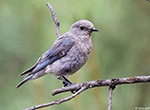 Mountain Bluebird 9 - Sialia currucoides