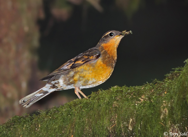 Varied Thrush - Ixoreus naevius