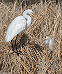 Great and Snowy Egrets 2 - Egretta thula and Ardea alba