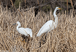 Great and Snowy Egrets 3 - Egretta thula and Ardea alba