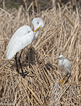 Great and Snowy Egrets 4 - Egretta thula and Ardea alba