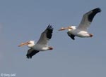 American White Pelican 11 - Pelecanus erythrorhynchos