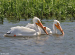 American White Pelican 12 - Pelecanus erythrorhynchos