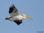 American White Pelican 17 - Pelecanus erythrorhynchos