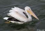 American White Pelican 22 - Pelecanus erythrorhynchos